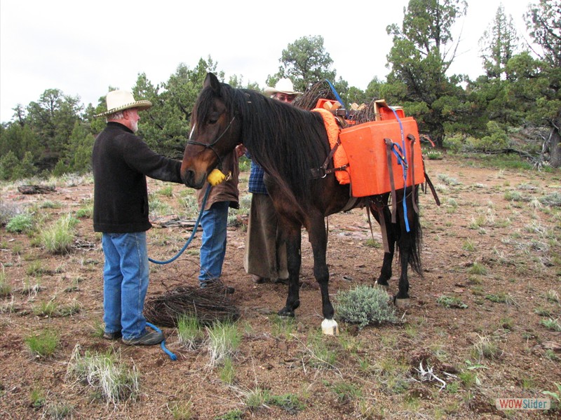 Trailer Weight and Hitch Selection » IDAHO BACK COUNTRY HORSEMEN